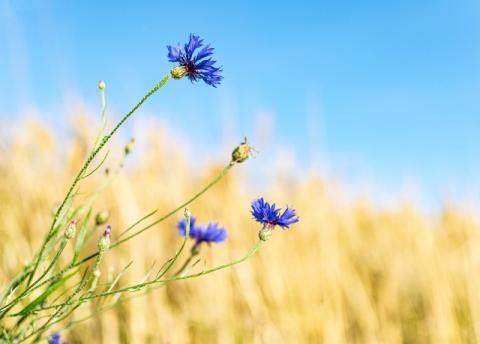 Kornblumen